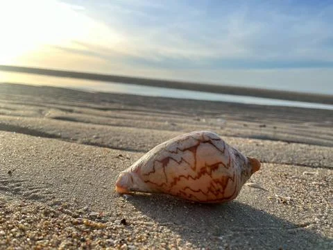 Shell on the sand-1 (21) Stock Photos