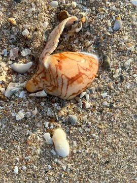 Shell on the sand-1 (22) Stock Photos