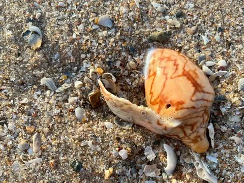 Shell on the sand-1 (23) Stock Photos