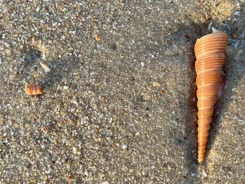 Shell on the sand-1 (24) Stock Photos
