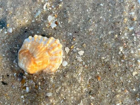 Shell on the sand-1 (25) Stock Photos