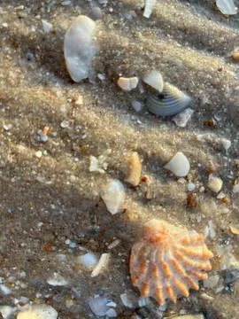 Shell on the sand-1 (27) Stock Photos