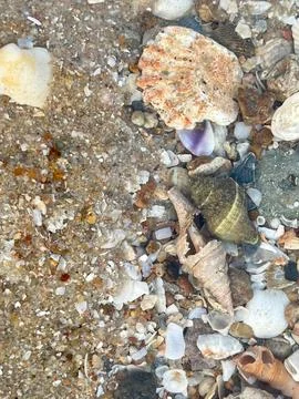 Shell on the sand-1 (29) Stock Photos