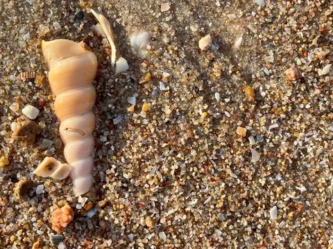 Shell on the sand-1 (3) Stock Photos