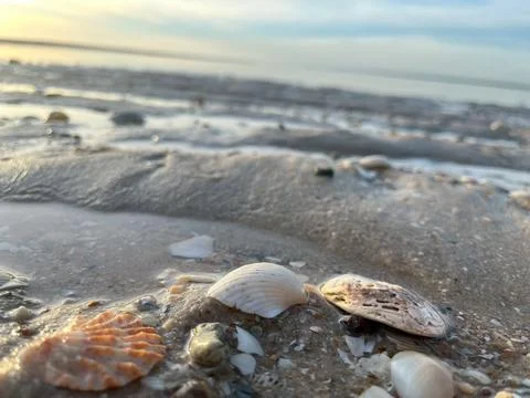 Shell on the sand-1 (30) Stock Photos