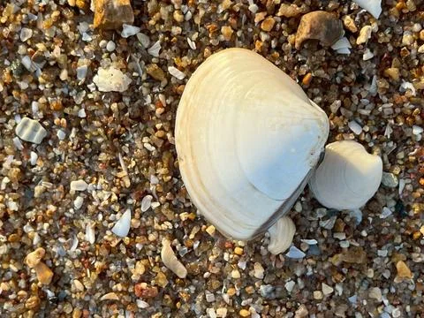 Shell on the sand-1 (32) Stock Photos