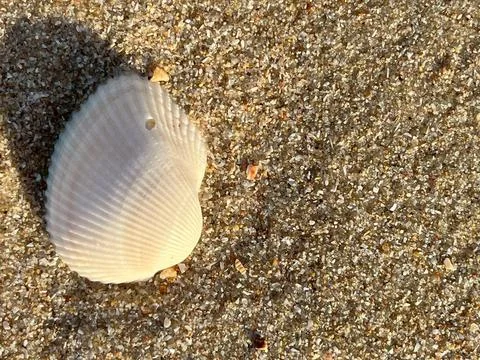 Shell on the sand-1 (35) Stock Photos