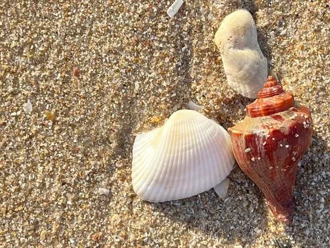 Shell on the sand-1 (36) Stock Photos