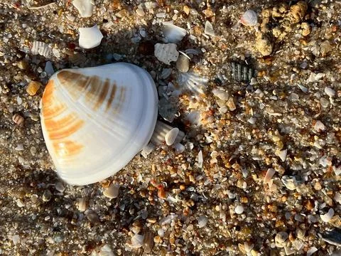 Shell on the sand-1 (37) Stock Photos