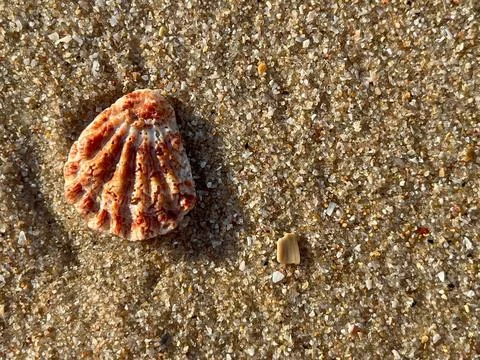 Shell on the sand-1 (38) Stock Photos