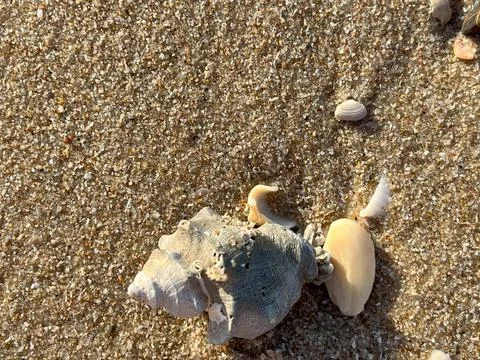 Shell on the sand-1 (39) Stock Photos