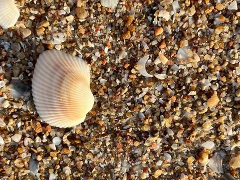 Shell on the sand-1 (4) Stock Photos