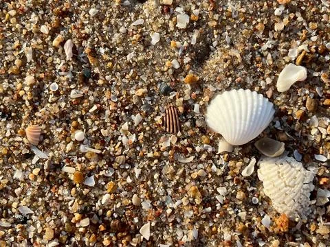 Shell on the sand-1 Stock Photos