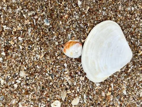 Shell on the sand-1 Stock Photos