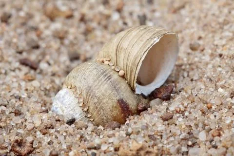 Shell on sand background Stock Photos