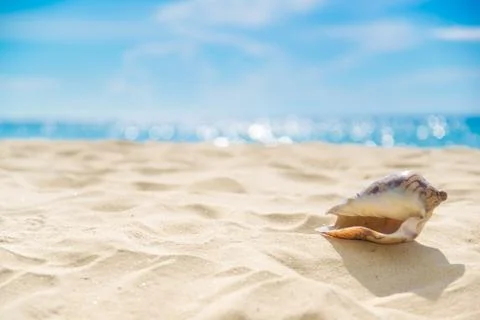 Shell on sand at beach and blue sky and bokeh sea. Stock Photos