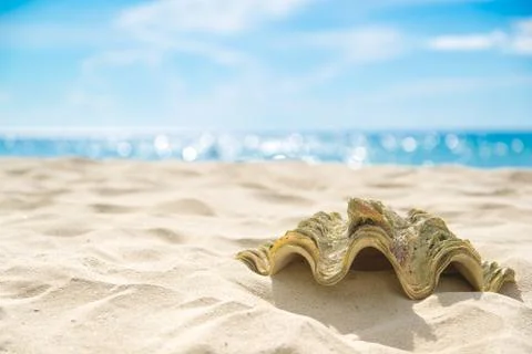 Shell on sand at beach and blue sky and bokeh sea. Stock Photos
