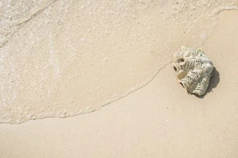 Shell on sand at beach  and wave Stock Photos