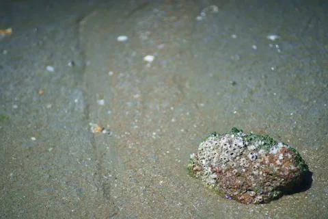Shell on sand at the beach background copy space Foto stock