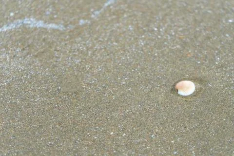 Shell on sand at the beach for background Stock Photos