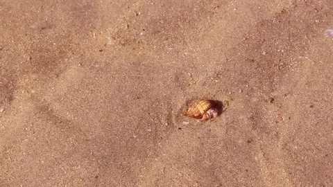 Shell on sand beach. Stock Footage 83584379