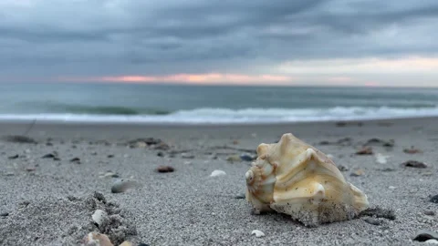 Shell On The Sand Beach Stock-Footage 230906899