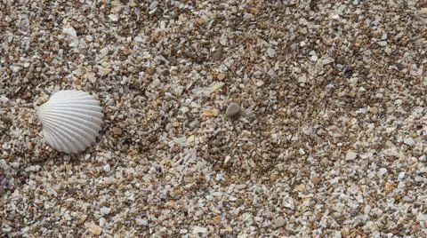 Shell on the sand of a beach in the mediterranean Stock Photos