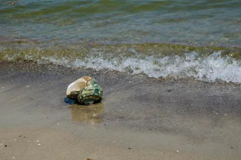 Shell in the sand on the beach Foto stock
