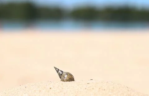 Shell in the sand on the beach Stock Photos