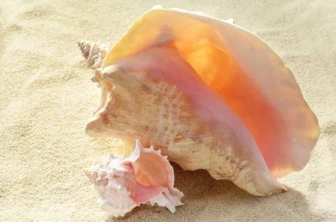 Shell on the sand beach Stock Photos