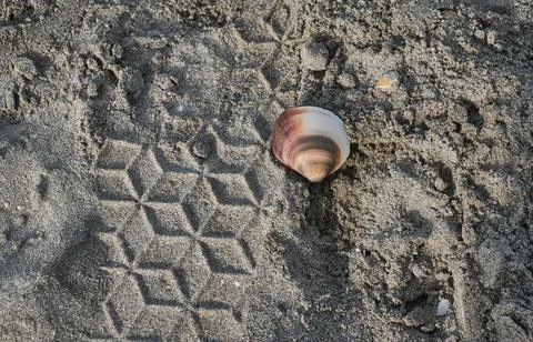 Shell on the sand beach Stock Photos