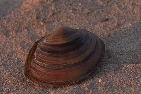 Shell on the sand at the beach Stock Photos