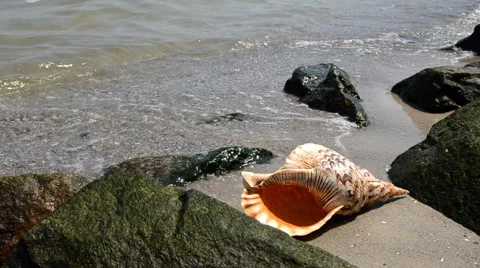 Shell in the sand on the beach with rocks Stock Footage 65232229