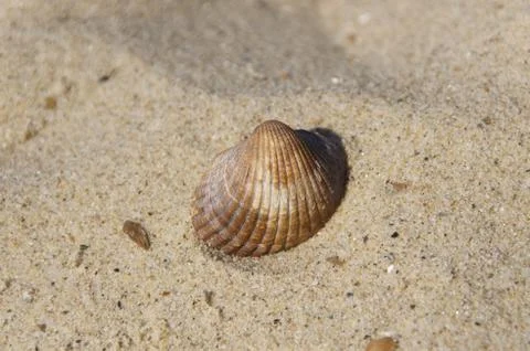 Shell Sand Beach Seashell Holiday nature naturally Stock Photos