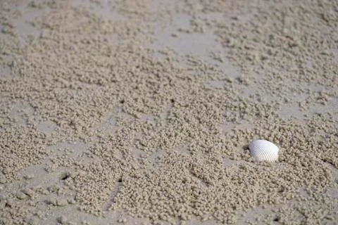 Shell on the sand beach, Single shell Stock Photos
