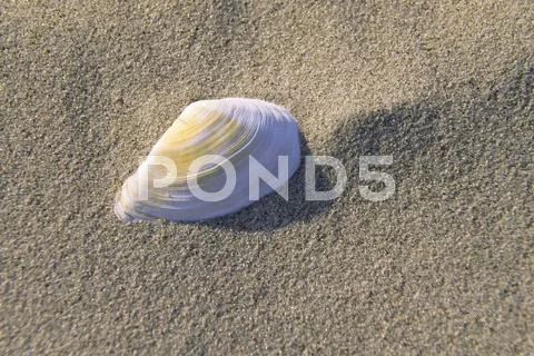 Shell in the sand on a beach, soft-shell clam (mya arenaria), north sea, germ Stock Photos