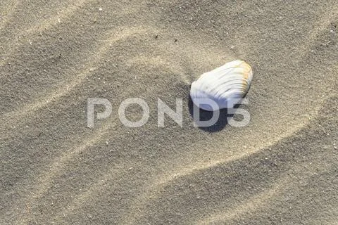 Shell in the sand on a beach, soft-shell clam (mya arenaria), north sea, germ Stock Photos
