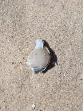 A shell on the sand of the beach,waiting to be discovered. Stock Photos