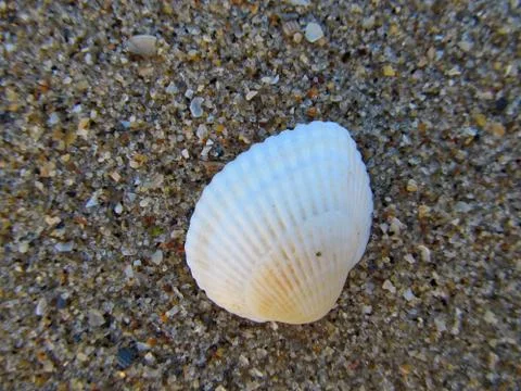 Shell in the sand, close-up. Stock Photos