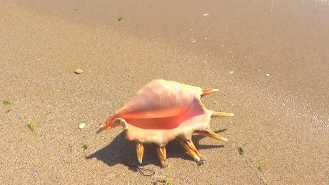 Shell on sand Stock Footage 71455093