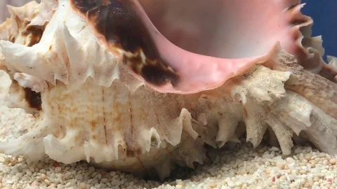 Shell on sand Video stock 121726147