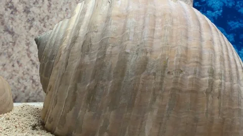 Shell on sand Video stock 121726240