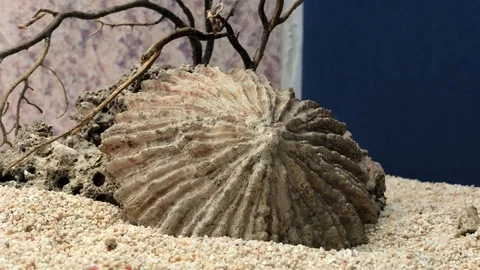 Shell on sand Video stock 121726307