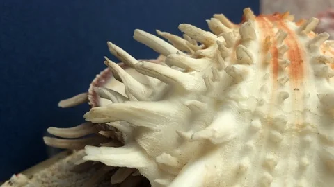 Shell on sand Video stock 121726370