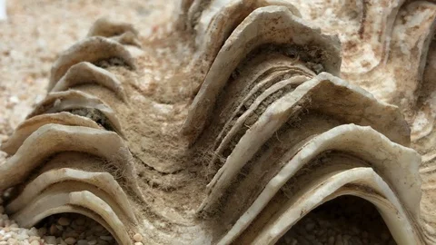 Shell on sand Stock Footage 121726417