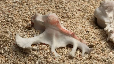 Shell on sand Video stock 121726460