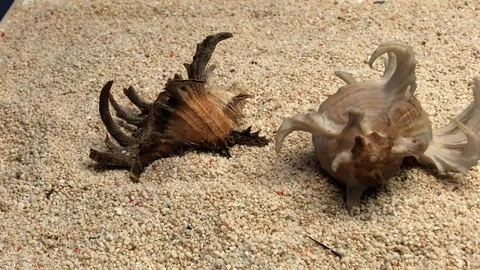 Shell on sand Video stock 121726514