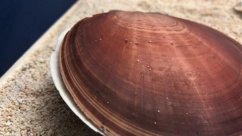 Shell on sand Video stock 121726598