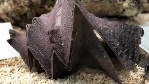 Shell on sand Video stock 121726706