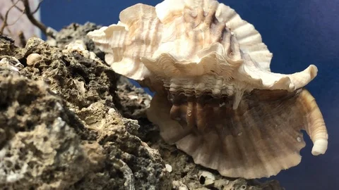 Shell on sand Stock Footage 121726756